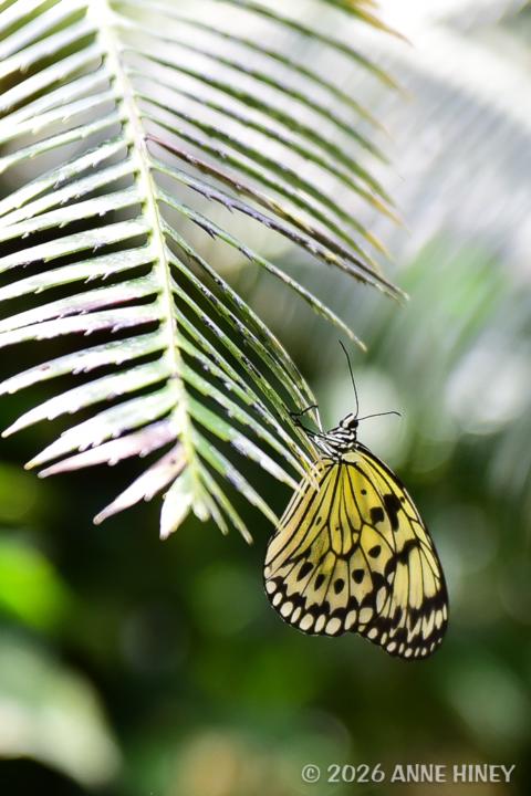 Beautiful little flutterby 