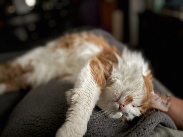 My furry weighted blanket 