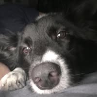 Neil christian Ronzales