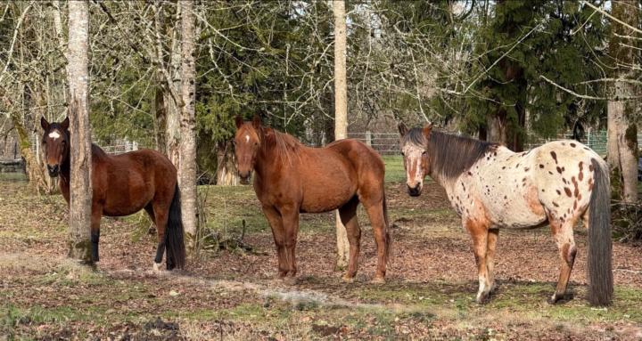 The Thriving Equine Community
