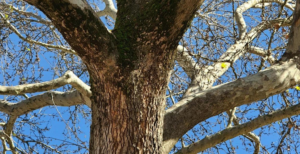🌳 Tronco