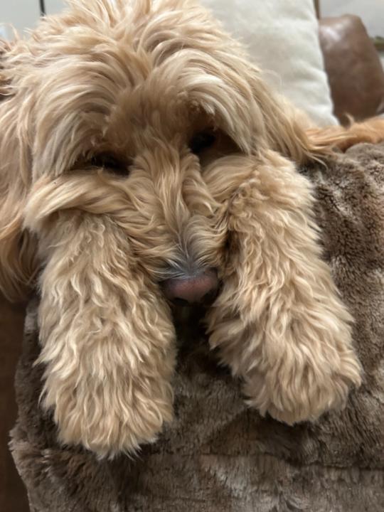 Finn Davis