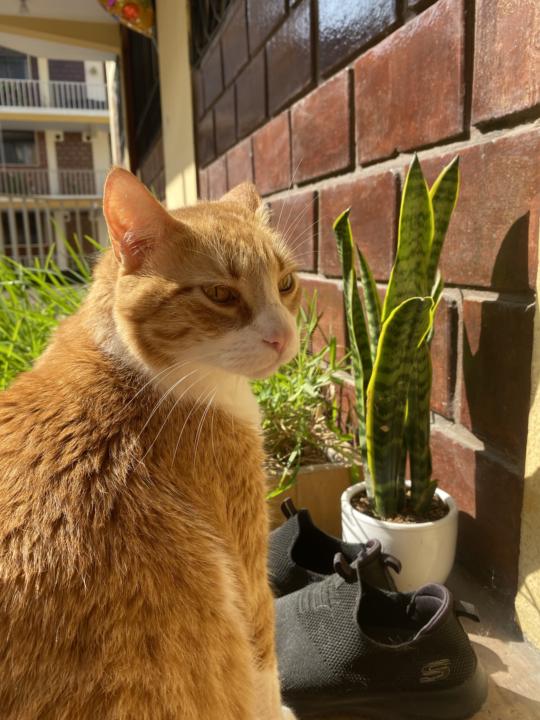 El tema del en vivo: La culpa