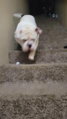 Valeriano Villanueva