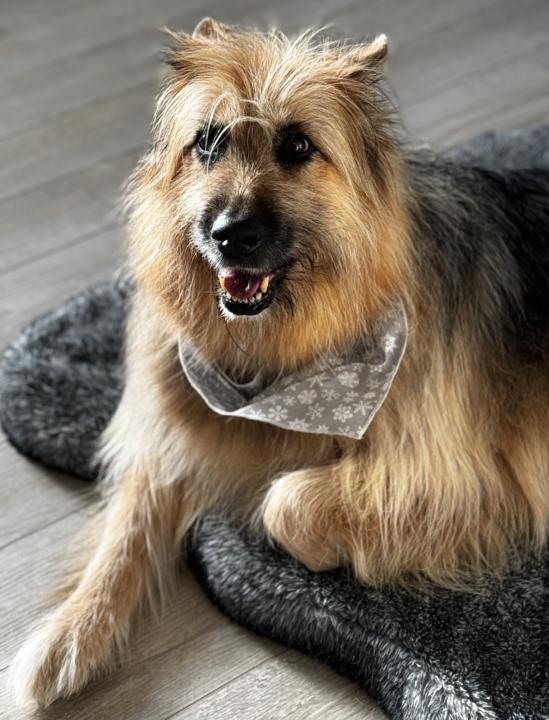 Recurrent UTIs in a Senior Dog — Any Evidence-Based Ayurvedic Research?