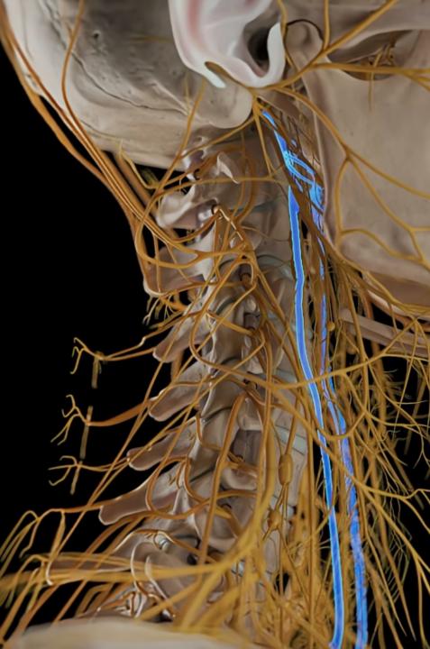 Vagus Nerve Side View
