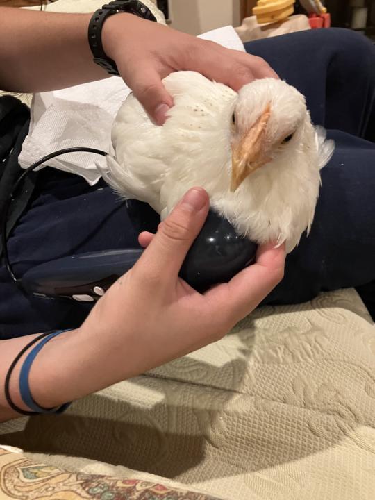 A sick chicken gets some ultrasound help