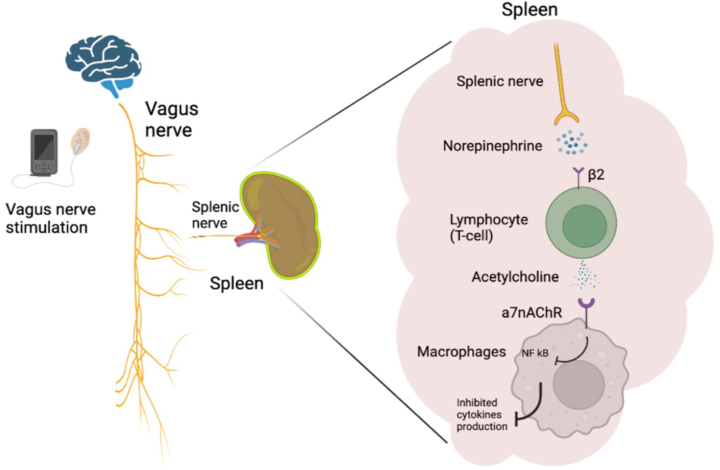 "What actually *is* inflammation?" Comprehensive Analysis of what *it* is - and how the Vagus Nerve regulates *it*