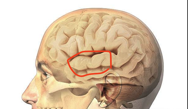Cerebral Insular Cortex Stimulation clarification