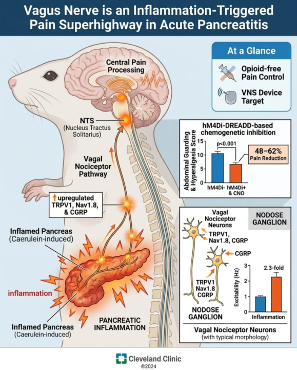 Why Inflammation Boosts Vagus Nerve Signaling By 2.3 Fold