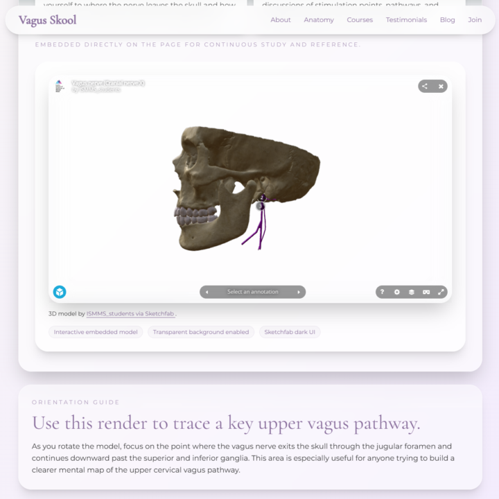 Much Needed VagusSkool.com Web Update - Now with 3D Anatomy Viewer for Finding your Vagus Nerve
