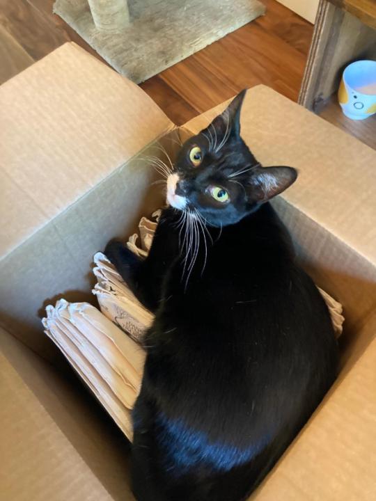 סיון קייפהראט