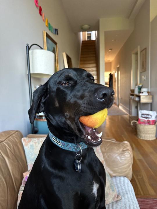 Kristoffer Hammarstrom