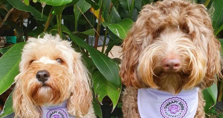 Therapy Dogs Australia