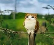 Tuan Nam Nguyen Phan