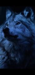 Sigma Wolf
