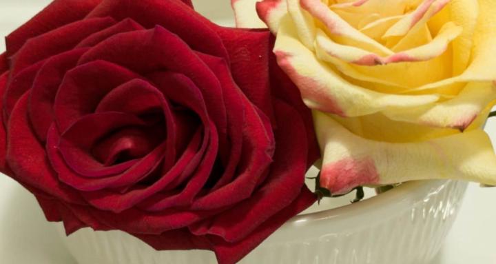 Priestesses of the Rose