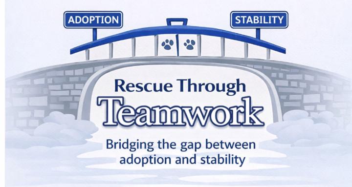 The Rescue Dog Reset