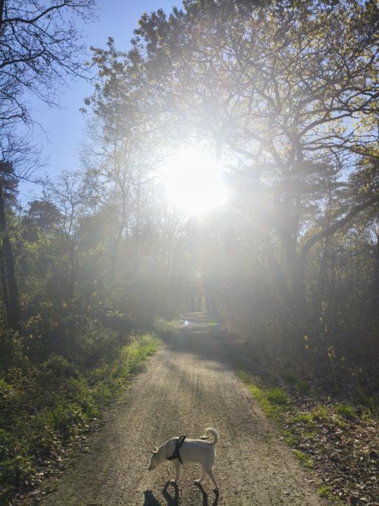 Follow the Sun