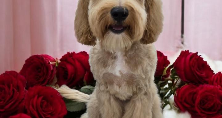 Dog Grooming by Arielle