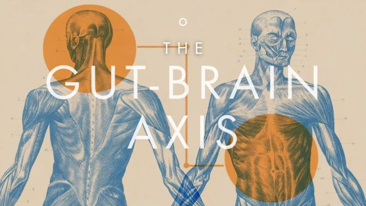 Upcoming Course Launch: The Gut Healer 💛