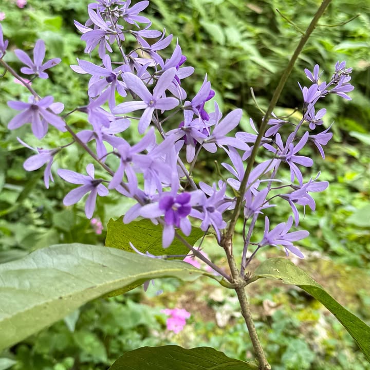 旻雅 旻雅