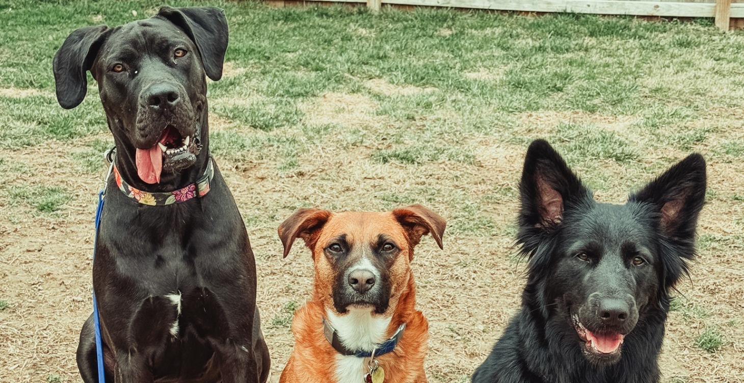 In Person: Behavioral Modification - Insecure Dog