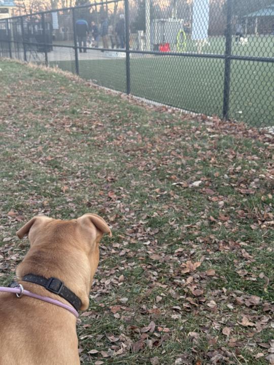 Exposure (socialization) videos are coming to the Basic, intermediate, and behavioral modification programs 