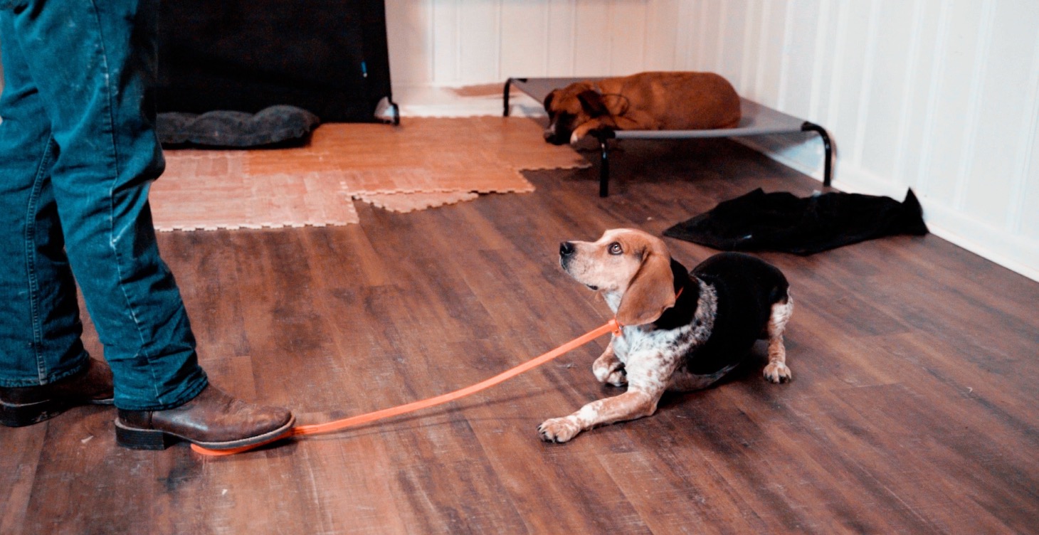 Basic Obedience Program