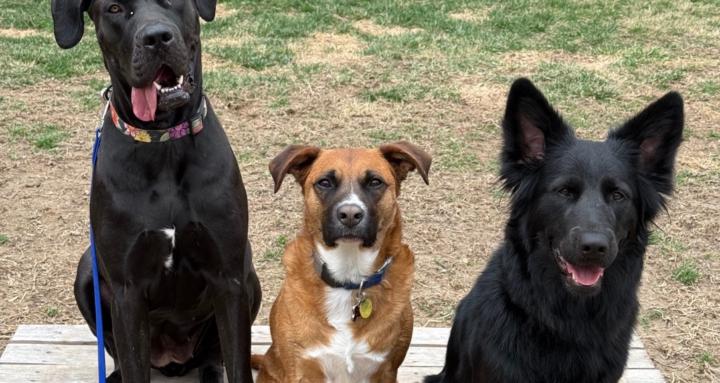 Tristan Gibson Dog Training
