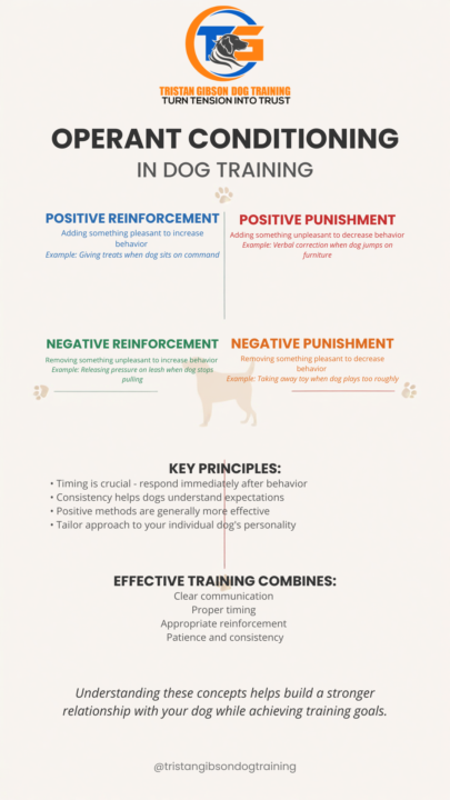 A Part Of How Dogs Learn