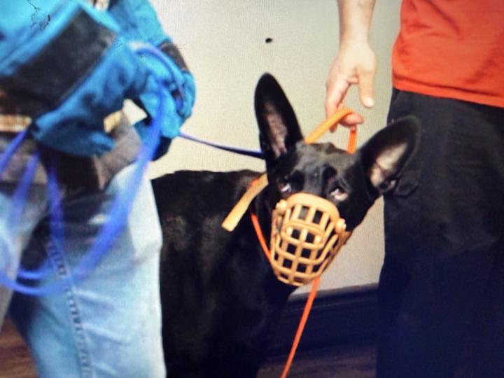 Whale Eye: A warning sign 