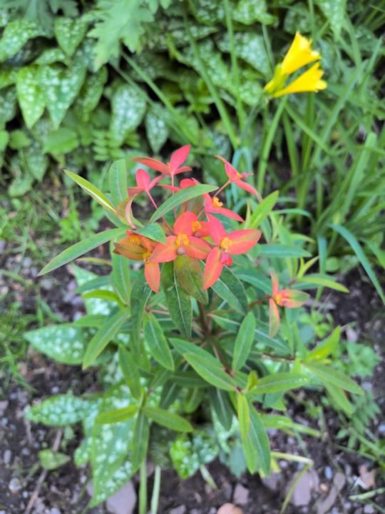 Flora ID