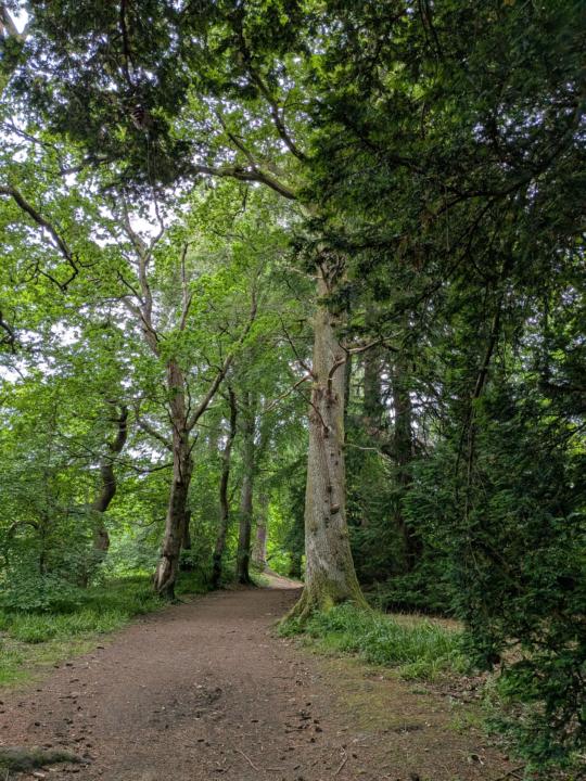 Wellbeing Walks