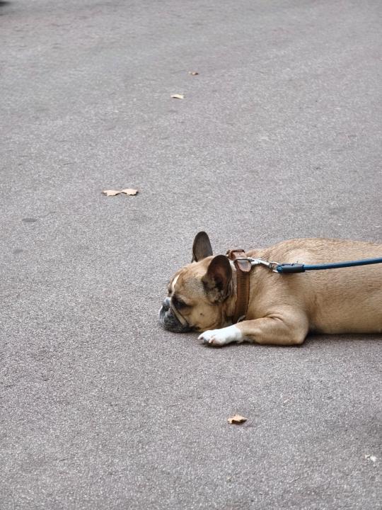 Carlos Pérez González