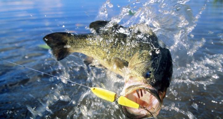 Fishing lessons/coaching/tips
