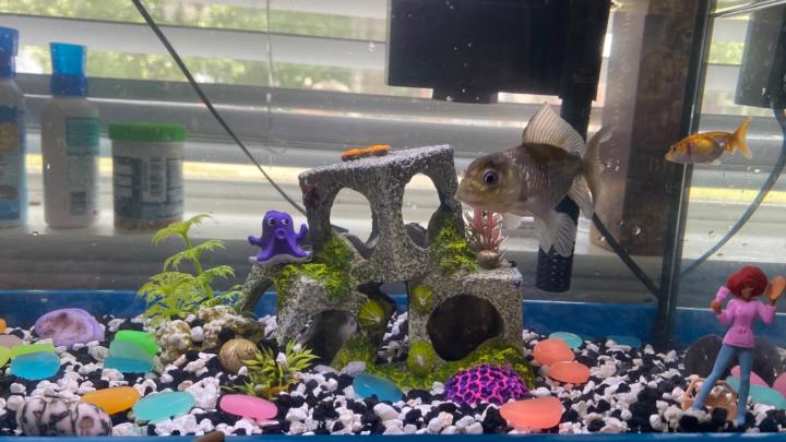 Prasanna Bharathi Mamidoju