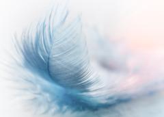 So Plume