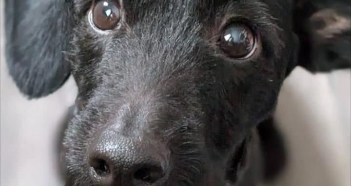 The original Doxypoo Community