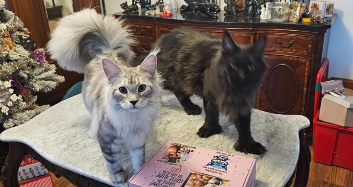 The Celebrity Cat Club