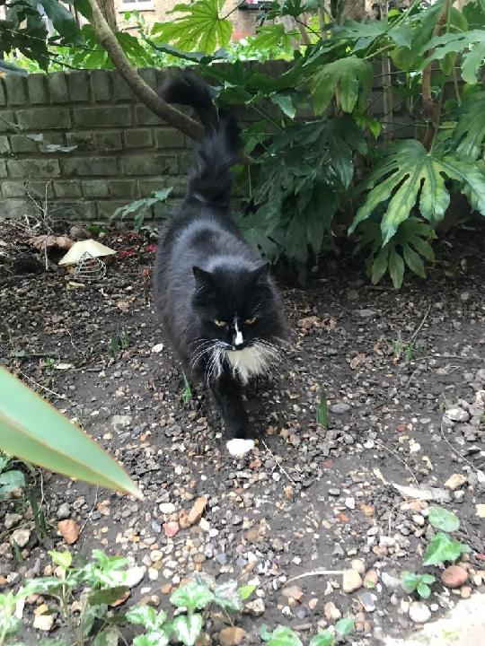 Simon Someone