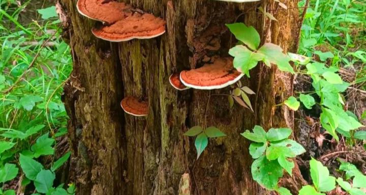 The Science of Living