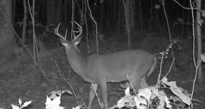 Public Land Whitetails