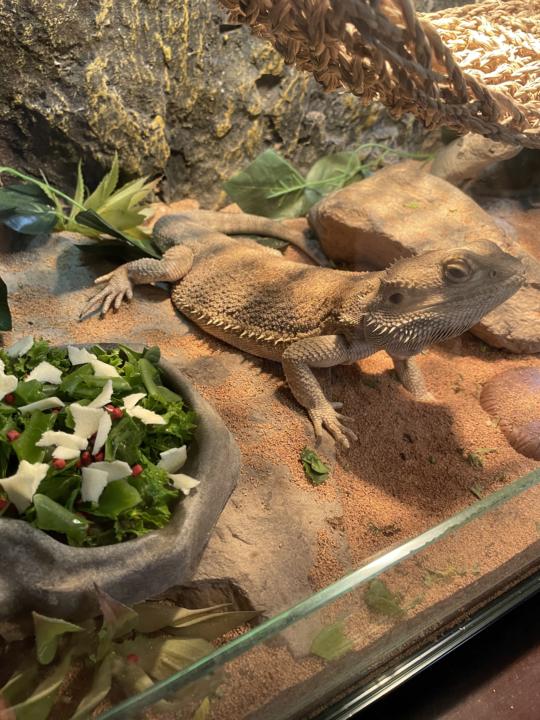 My First Reptile
