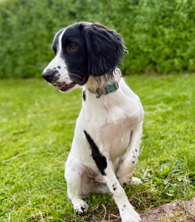 Jonas Balser Kristensen