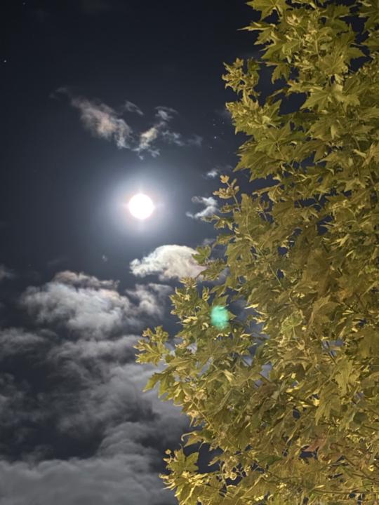 Ana E Martínez Saez