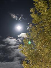 Ana E Martínez Saez