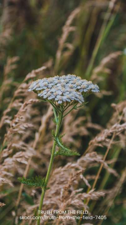 The Monthly Antidote