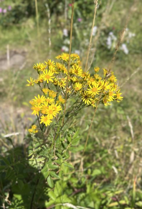 Bonus Free July Folklore Post - Introducting Ragwort
