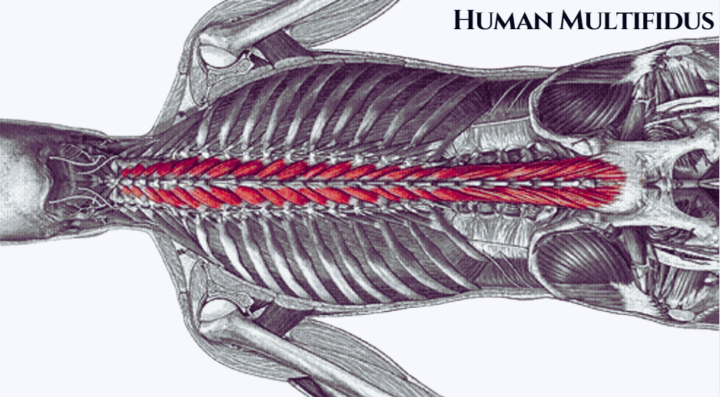 Your Dog Has The Same Core Spinal Muscle You Do 